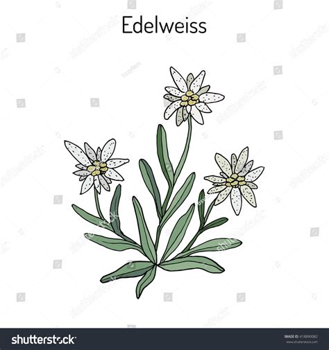 Edelweiss Flower Drawing at GetDrawings | Free download