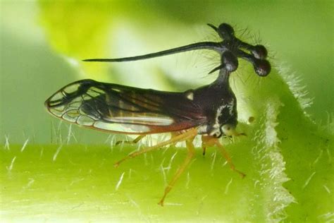 Weird Insects List With Pictures & Facts, The World's Weirdest Insects