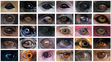 Study addresses causes of eye colour variation in primates | Mirage News