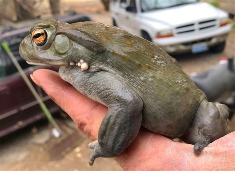 SOLD!! 2.2 Colorado River Toads. LARGE! - FaunaClassifieds