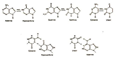 Mechanisms of Mutation