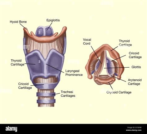 Anatomy Of The Larynx - Anatomical Charts & Posters