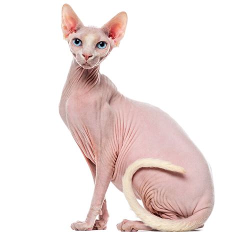 Sphynx cat in Sri Lanka, price and recommendations