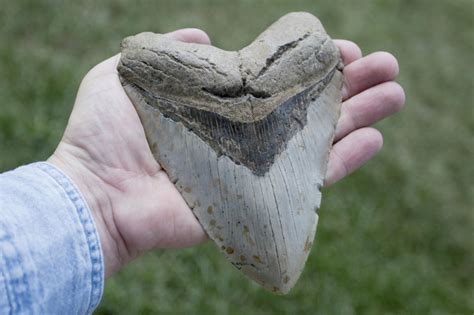 Megalodon Teeth Wash Ashore in NC | Shark Week | Discovery