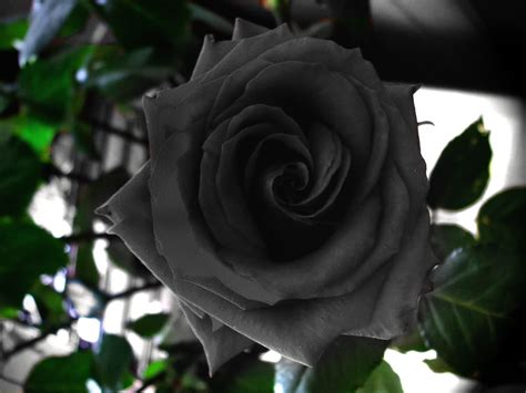 Best Black Rose 2876 - HDWPro