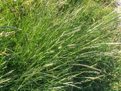 Planting Perennial Ryegrass - What Is Perennial Ryegrass Used For | Gardening Know How