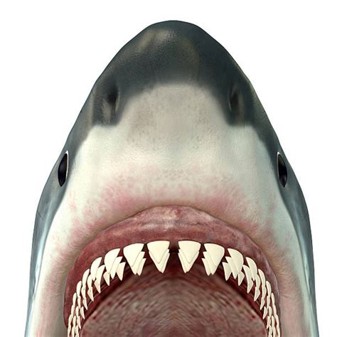 Best Shark Teeth Stock Photos, Pictures & Royalty-Free Images - iStock