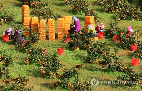 Picture of the Day: Tangerine Season – ROK Drop