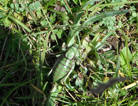 Can You Eat Mormon Crickets? Exploring Edible Insects - What's That Bug?