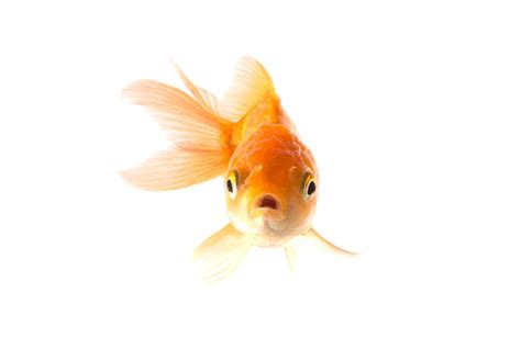 Transparent Background Goldfish