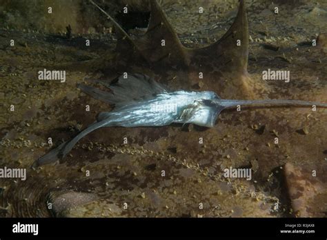 Angler fish lure Stock Photo - Alamy