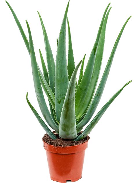 Aloe Vera Barbadensis - Hercs