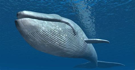 10 Incredible Blue Whale Facts - A-Z Animals