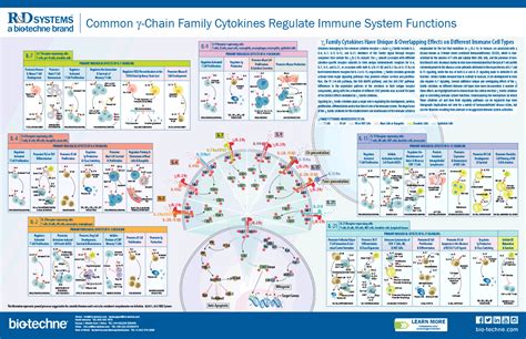 Common gamma-Chain Family Cytokines Play a Pivotal Role in Regulating Immune System Functions: R ...