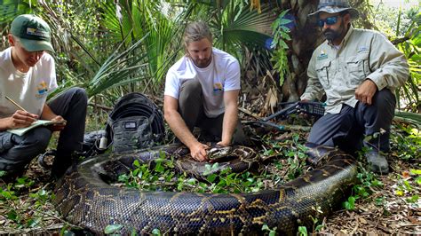 What Happens To Burmese Pythons Caught In Florida?