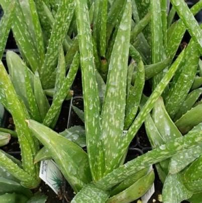 Aloe Vera Aloe barbadensis from Hillcrest Nursery