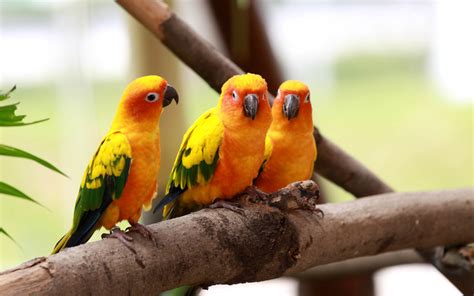 30 Cute Bird Pictures with Most Beautiful Colors | EntertainmentMesh