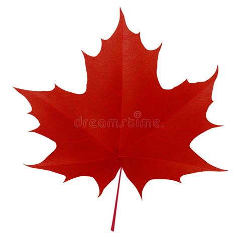 Leaf Stock Illustrations – 4,843,556 Leaf Stock Illustrations, Vectors & Clipart - Dreamstime