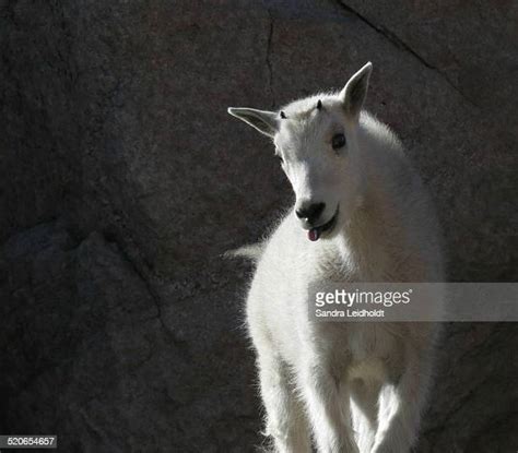 172 Baby Mountain Goat Stock Photos, High-Res Pictures, and Images ...