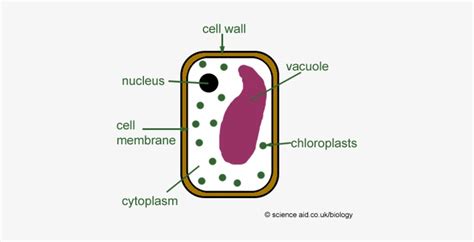 Vacuoles - Simple Plant Cell Diagram Transparent PNG - 425x350 - Free Download on NicePNG