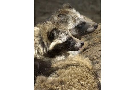 Are Raccoon Dogs Pets