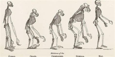 Acclaimed fossils might not depict human evolution