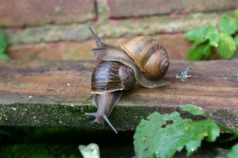 Can't Hurry Love: Rare Snail Finds Romance After Global Search | NCPR News