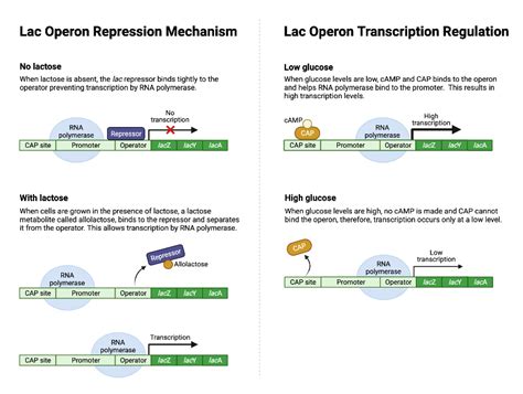 Lac Operon | BioRender Science Templates