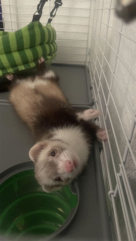 Food bowls suggestions? : r/ferrets