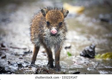 76 Baby Javelina Images, Stock Photos & Vectors | Shutterstock