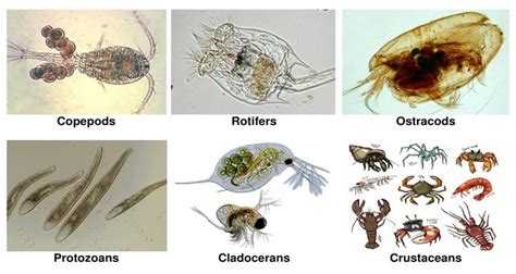 Freshwater Zooplankton Identification Guide