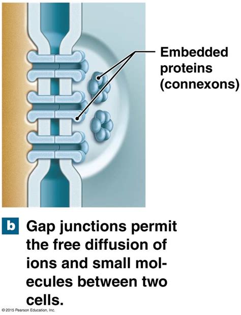 Animal Cells Are Gap Junctions - Anatomy & Physiology 211 > Whitehead > Flashcards ...