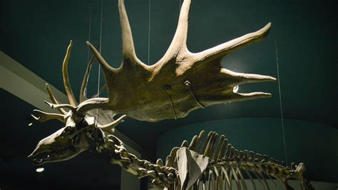 It Had the Biggest Antlers Ever Found. Were They Weapons? - The New York Times