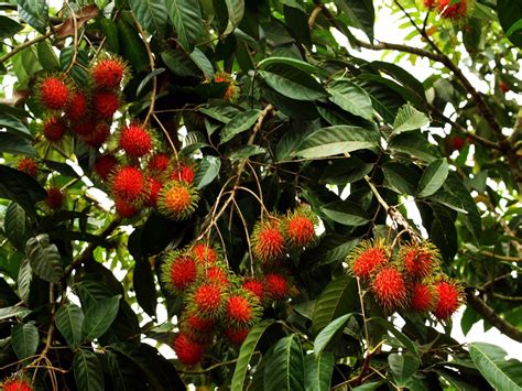 Rambutan Fruit Nutrition Facts and Recipes | CalorieBee