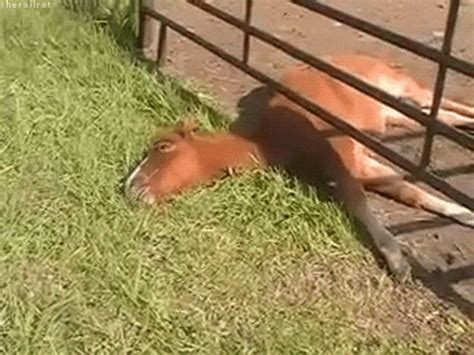 Horse Eating GIF - Find & Share on GIPHY