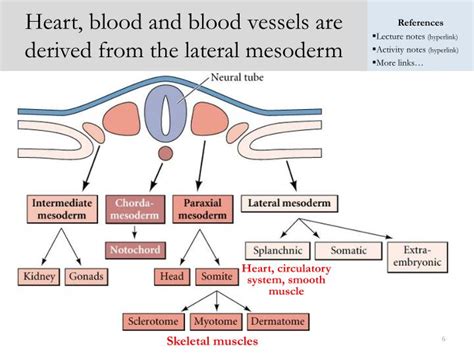 PPT - Directed differentiation of ES cells into cardiac mesoderm ...