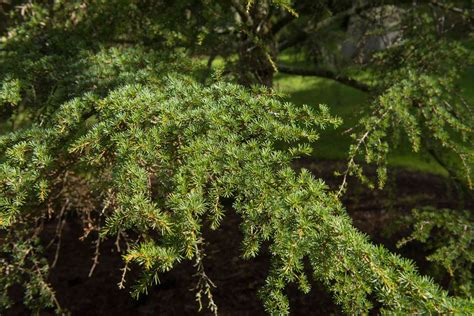 12 Cedar Tree Species for Your Yard