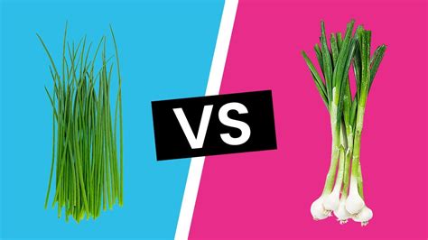 What Is The Difference Between Chives And Green Onions ? - Beezzly