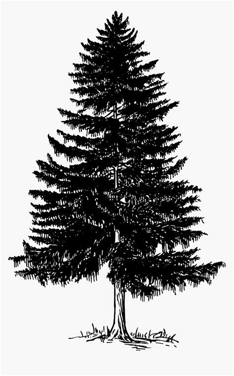 Black And White Pine Tree Png Vector Clipart Psd Pine Tree Black | The ...