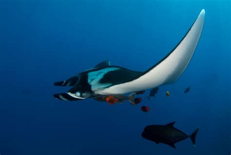 Manta ray guide: how to identify, diet and where they live - Discover Wildlife