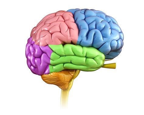 Lobes of the Brain: Cerebral Cortex Anatomy, Function, Labeled🔑 ...