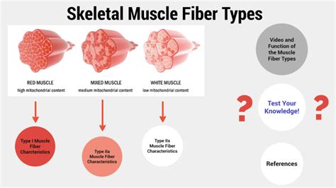 Skeletal Muscle Fibre Types