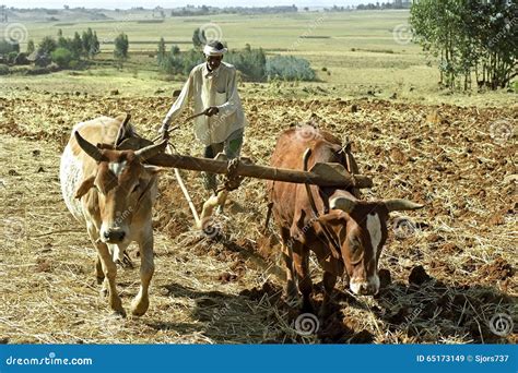 Farmer is with Plow and Oxen Plowing His Field Editorial Stock Image - Image of farm, business ...