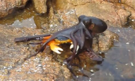 This Octopus Jumping Out Of The Water And Eating A Crab Is Proof We’re All Completely Doomed ...