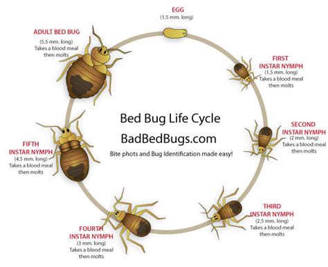 Bed Bug Life Cycle