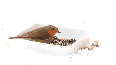 robin bird feeding winter fodder white Stock Footage Video (100% Royalty-free) 10714088 ...