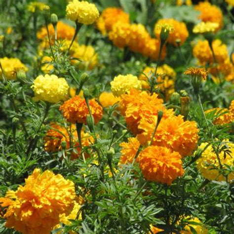 Mexican Marigold Medicinal Information | Veggies Info