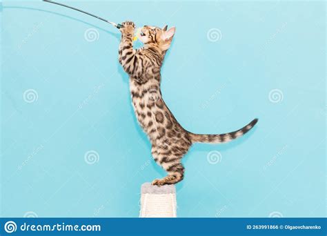 Bengal Kitten Playing on a Blue Background. Cute Purebreed Cat Stock ...