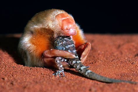 Egg-laying mammals and peacock spiders: Meet some of Australia's ...