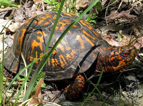 Orange Box Turtle Photograph by Joshua Bales